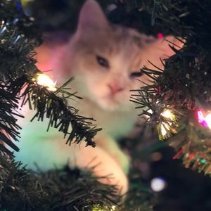 Meet your Posher, Haliey